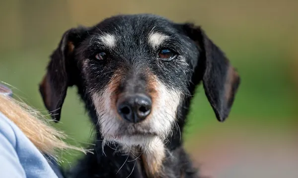 Pies do adopcji, Racławice, 23 września 2025 (1/5)