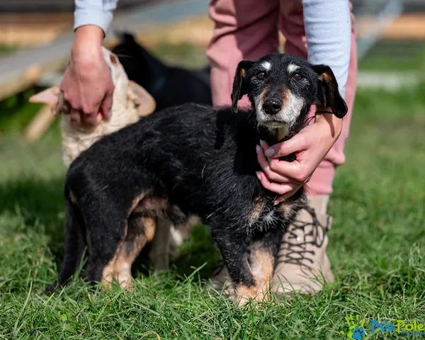 Pies do adopcji, Racławice, 23 września 2025 (2/5)
