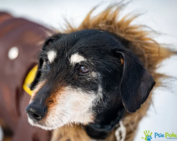 Pies do adopcji, Racławice, 23 września 2025 (2/5)