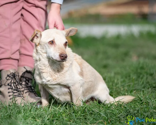 Pies do adopcji, Racławice, 23 września 2025 (1/5)