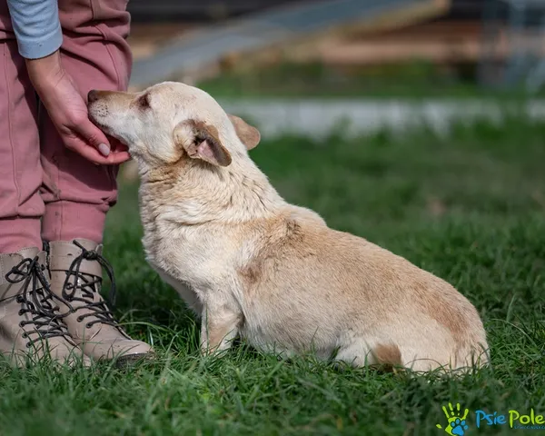 Pies do adopcji, Racławice, 23 września 2025 (2/5)