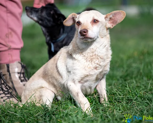 Pies do adopcji, Racławice, 23 września 2025 (3/5)