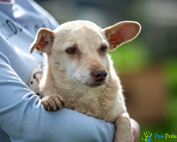 Pies do adopcji, Racławice, 23 września 2025 (4/5)