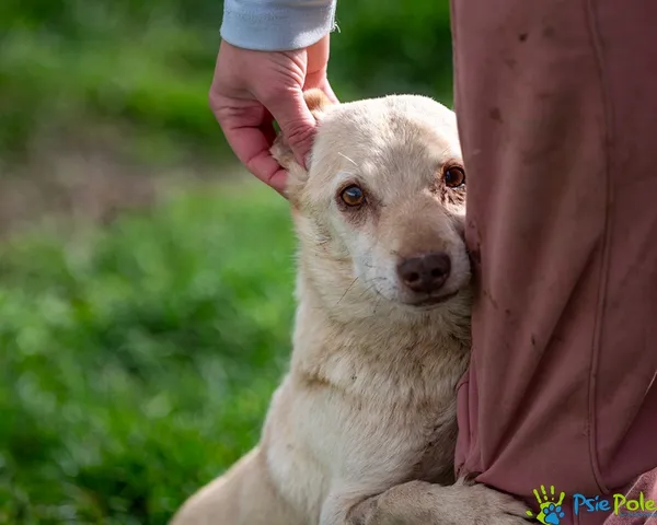 Pies do adopcji, Racławice, 23 września 2025 (5/5)