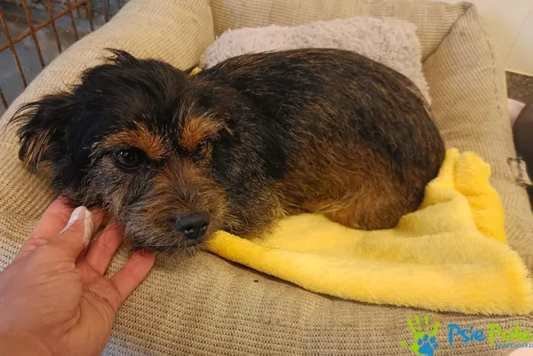 Pies do adopcji, Racławice, 25 września 2025 (1/3)