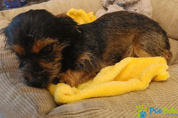 Pies do adopcji, Racławice, 25 września 2025 (2/3)