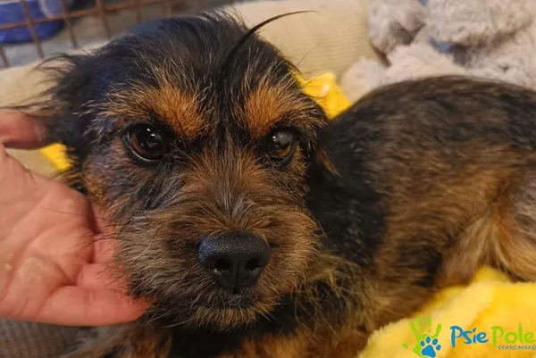 Pies do adopcji, Racławice, 25 września 2025 (3/3)