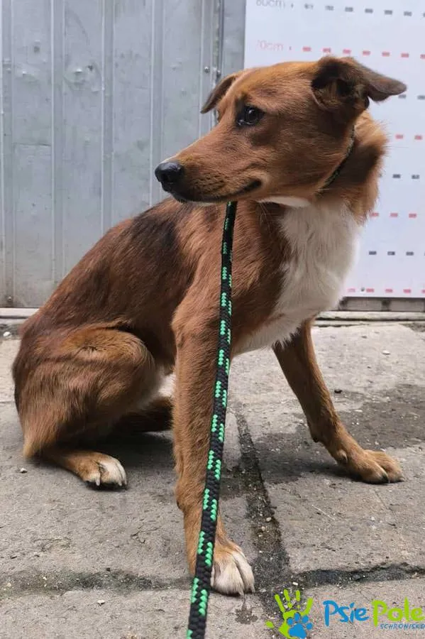 Pies do adopcji, Racławice, 25 września 2025 (2/2)