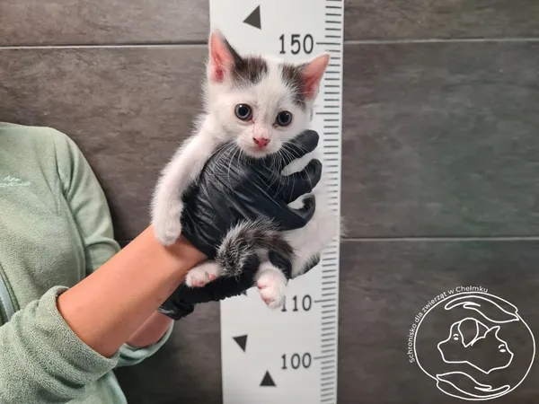 Znaleziono kota, Chełmek, 29 września 2025