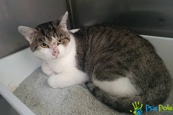 Znaleziono kota, Racławice, 25 września 2025 (1/2)