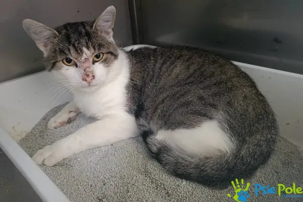 Znaleziono kota, Racławice, 25 września 2025 (2/2)