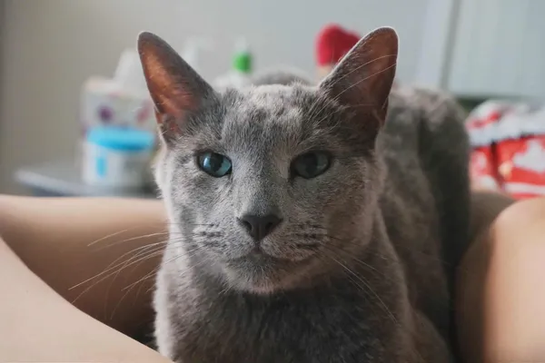 Zaginął kot, Moszna, 1 października 2025