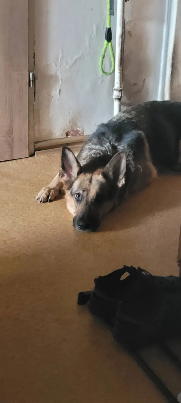 Zaginął pies, Kraków, Olsza, 1 października 2025 (1/4)