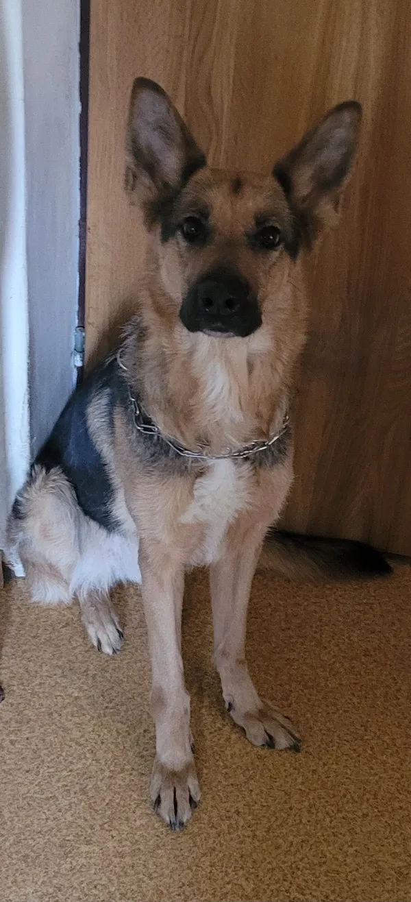 Zaginął pies, Kraków, Olsza, 1 października 2025 (2/4)