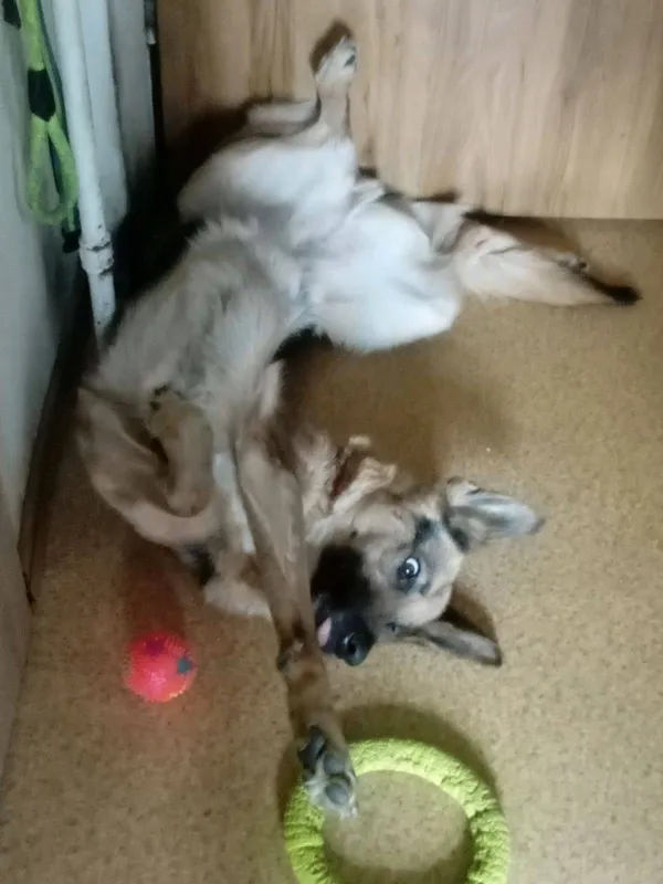 Zaginął pies, Kraków, Olsza, 1 października 2025 (3/4)