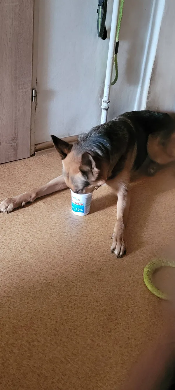 Zaginął pies, Kraków, Olsza, 1 października 2025 (4/4)