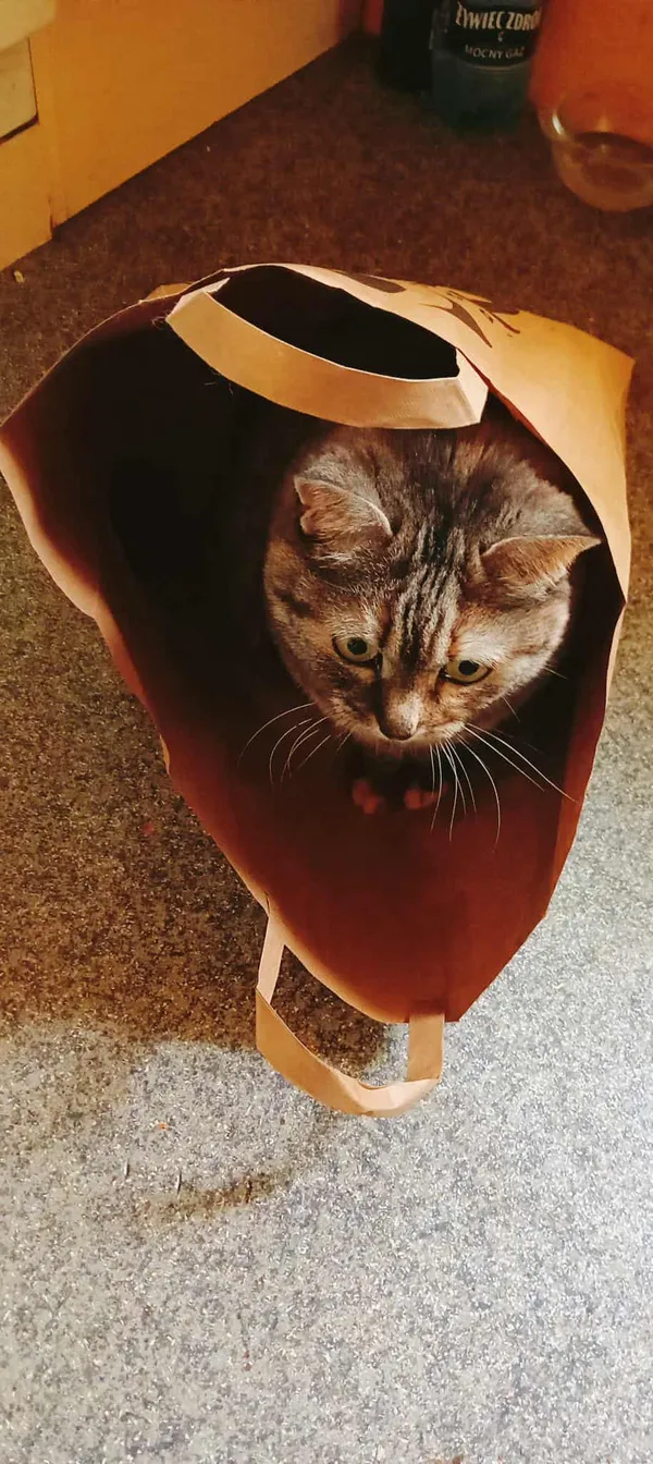 Zaginął kot, Radom, Prędocinek, 1 października 2025 (3/3)