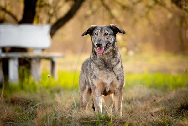 Oddam psa, Płock, Trzepowo, 1 października 2025 (1/5)