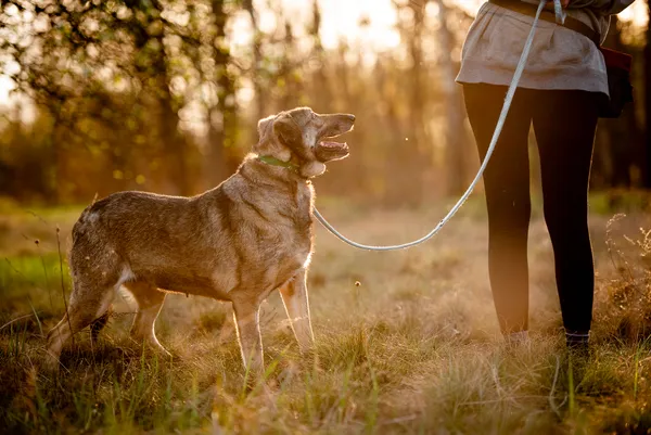 Oddam psa, Płock, Trzepowo, 1 października 2025 (4/5)