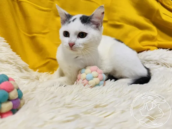 Kot do adopcji, Chełmek, 12 września 2025