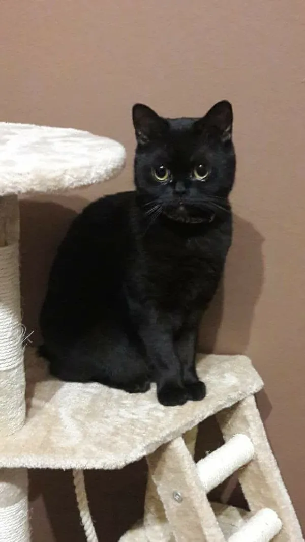 Zaginął kot, Łódź, 30 września 2025