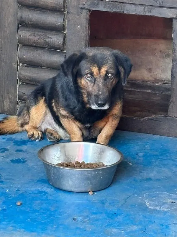 Pies do adopcji, Choszczno, 17 września 2025