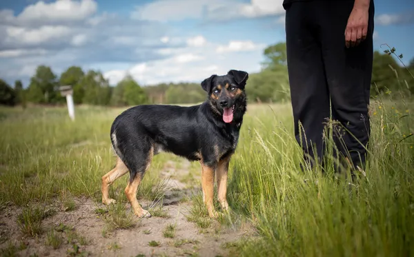 Oddam psa, Warszawa, Czyste, 1 października 2025 (2/6)