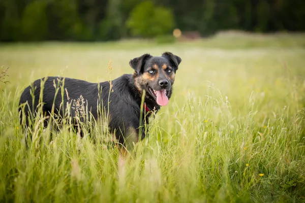 Oddam psa, Warszawa, Czyste, 1 października 2025 (4/6)