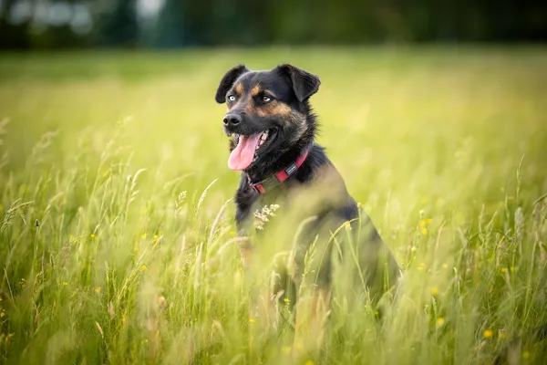 Oddam psa, Warszawa, Czyste, 1 października 2025 (5/6)