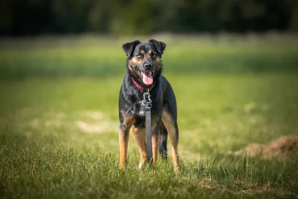 Oddam psa, Warszawa, Czyste, 1 października 2025 (6/6)
