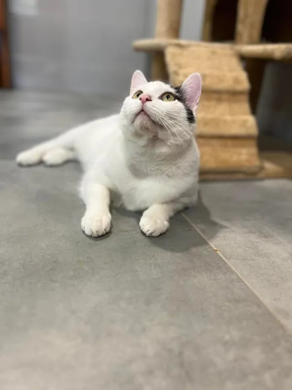 Kot do adopcji, Tychy, 1 lipca 2025