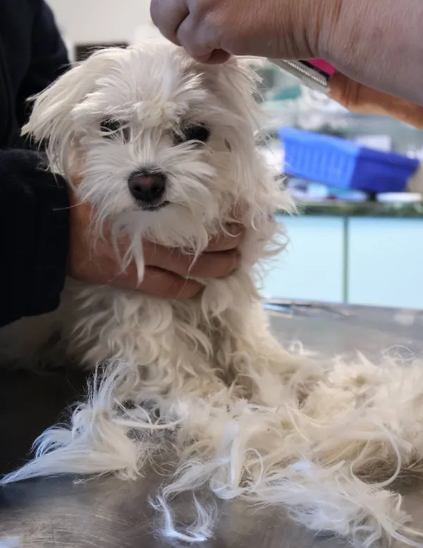 Znaleziono psa, Łódź, 1 października 2025 (2/5)