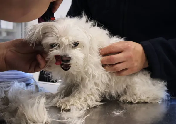 Znaleziono psa, Łódź, 1 października 2025 (3/5)