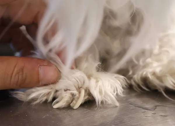 Znaleziono psa, Łódź, 1 października 2025 (4/5)