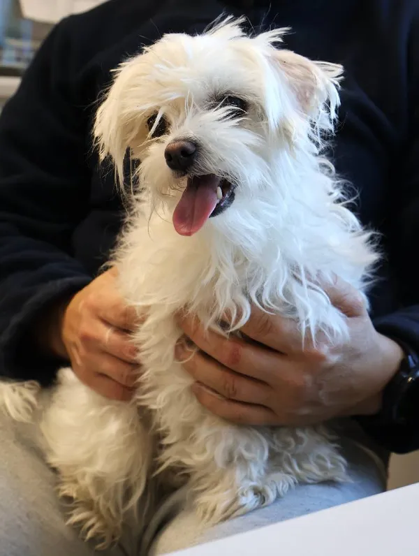 Znaleziono psa, Łódź, 1 października 2025 (5/5)