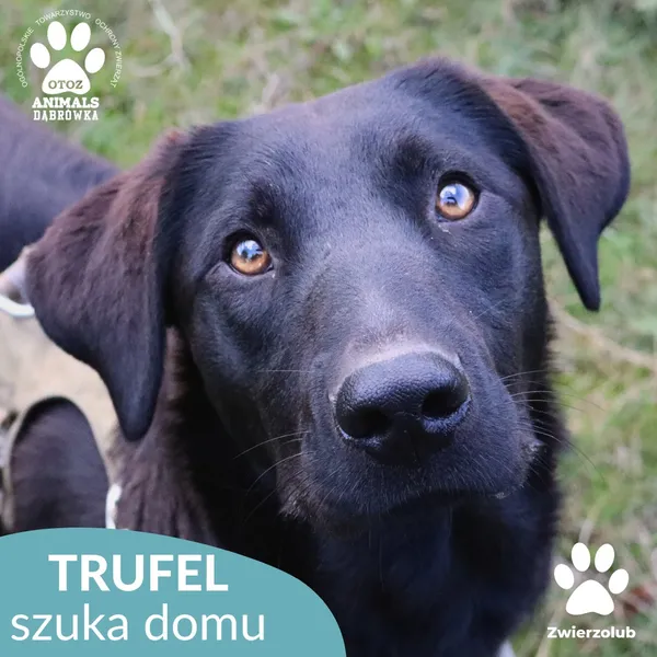 Pies do adopcji, Dąbrówka, 30 września 2025 (1/4)