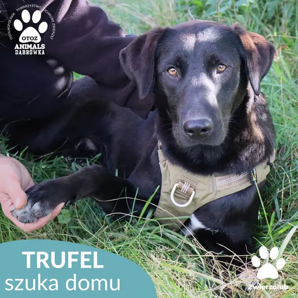 Pies do adopcji, Dąbrówka, 30 września 2025 (2/4)