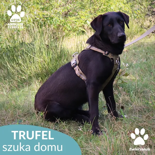 Pies do adopcji, Dąbrówka, 30 września 2025 (3/4)