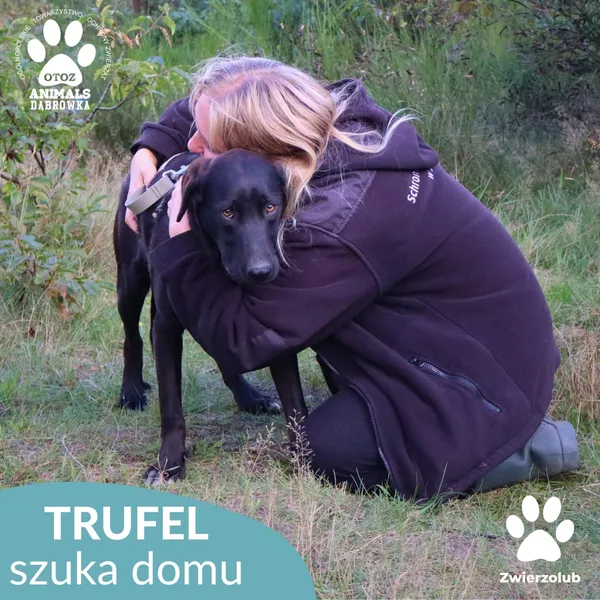 Pies do adopcji, Dąbrówka, 30 września 2025 (4/4)