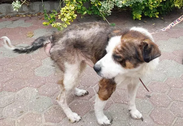 Znaleziono psa, Toruń, 30 września 2025