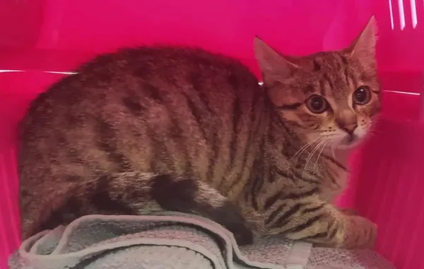 Znaleziono kota, Toruń, 30 września 2025