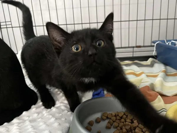 Znaleziono kota, Toruń, 30 września 2025