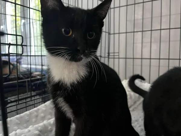 Znaleziono kota, Toruń, 30 września 2025