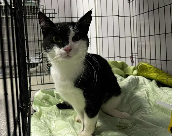 Znaleziono kota, Toruń, 29 września 2025