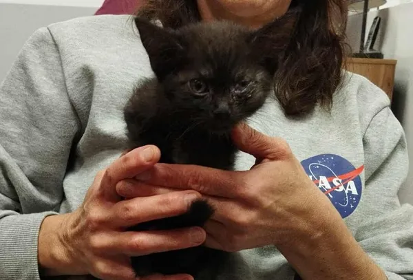 Znaleziono kota, Toruń, 29 września 2025