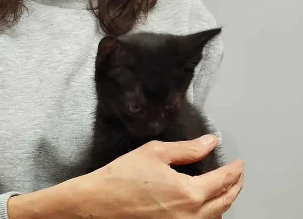 Znaleziono kota, Toruń, 29 września 2025