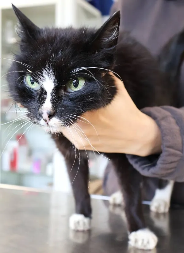 Znaleziono kota, Łódź, 1 października 2025 (1/5)