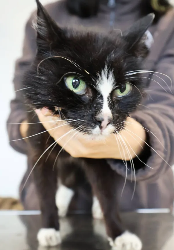 Znaleziono kota, Łódź, 1 października 2025 (2/5)