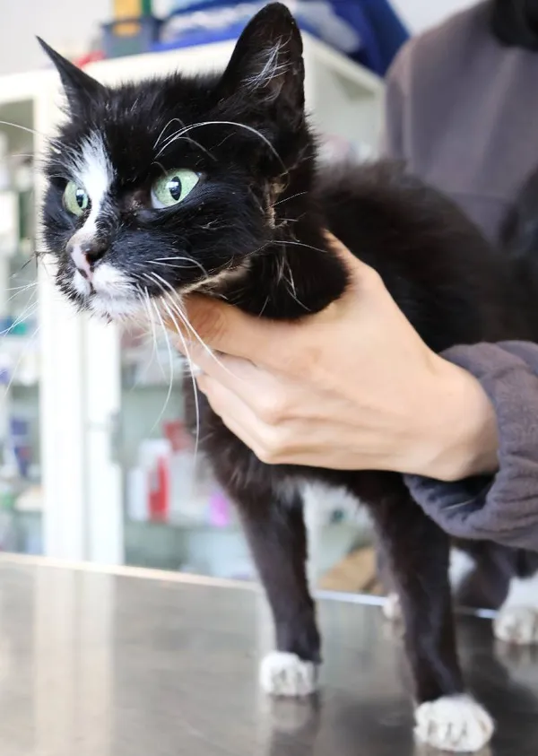 Znaleziono kota, Łódź, 1 października 2025 (3/5)