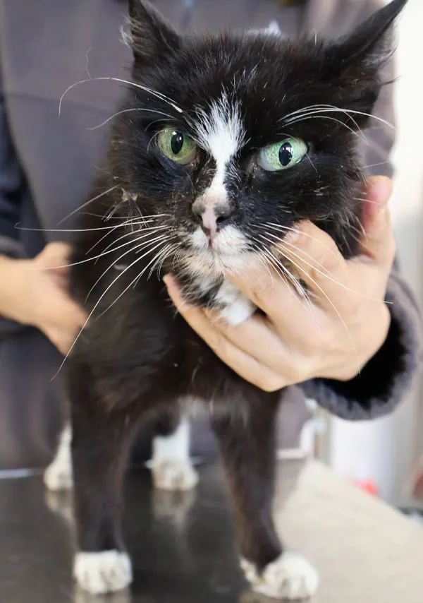 Znaleziono kota, Łódź, 1 października 2025 (5/5)